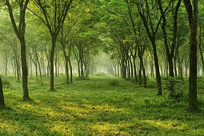 Quebra-cabeça Paisagem Árvores Florestas Flores Natureza, Idade