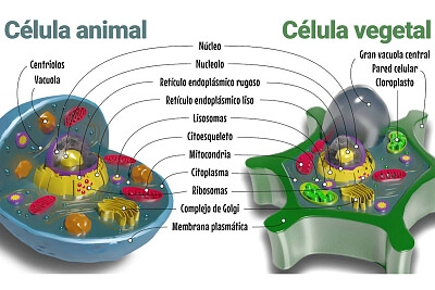 Citoplasma - puzzle online