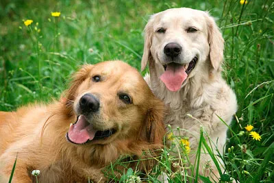 Dos jóvenes golden retrievers