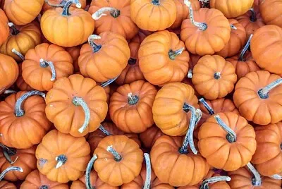 Mini calabazas