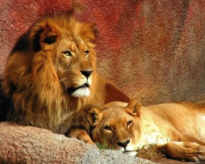 LEONES