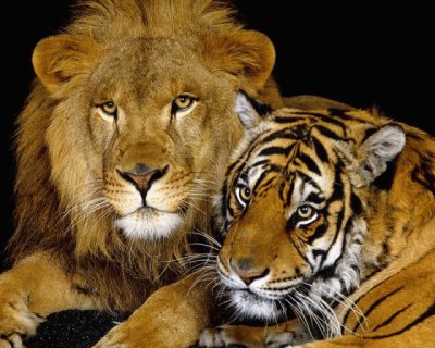 LEON Y TIGRE