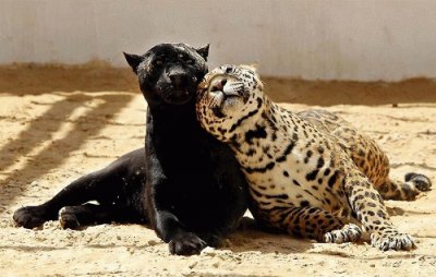 PANTERA Y LEOPARDO