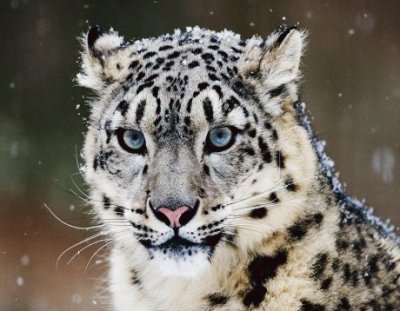 LEOPARDO