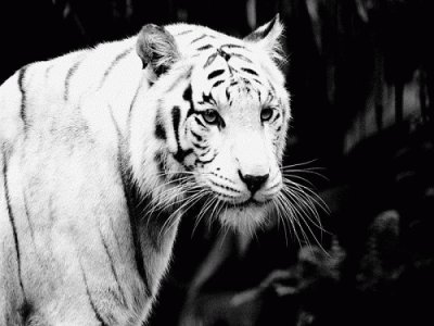 TIGRE