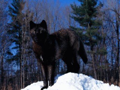 LOBO NEGRO