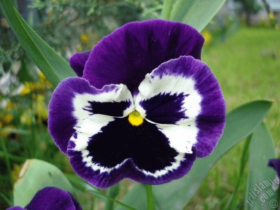 Vibrant Pansy