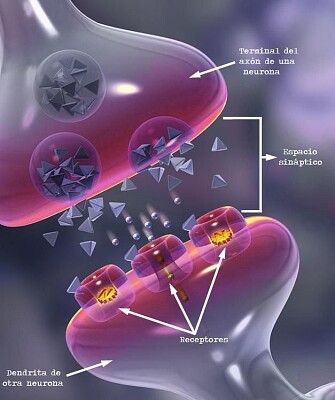 Sinapsis neuronal