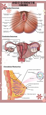 aparato reproductor femenino