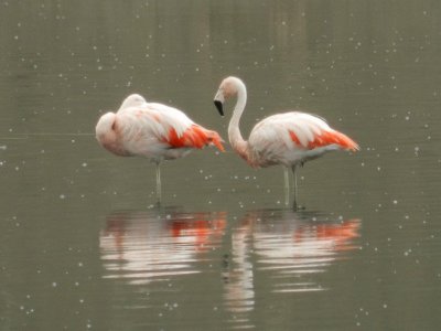 Flamencos