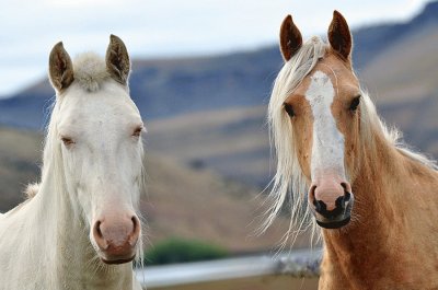 Caballos