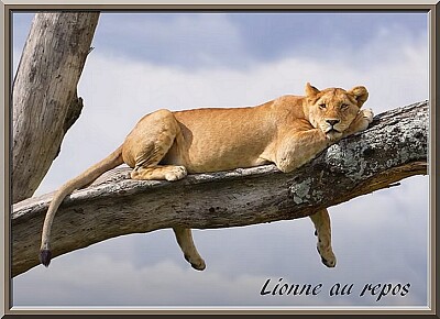 Lionne au repos