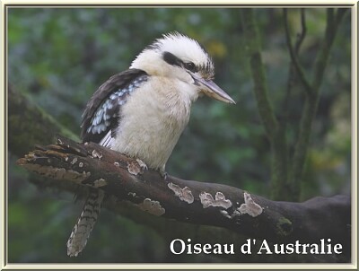 Oiseau d 'Australie