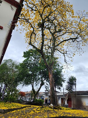 POPAYAN SE TIÑE DE AMARILLO