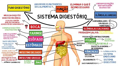 Sistema Digestório jigsaw puzzle