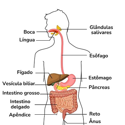 פאזל של Sistema Digestório