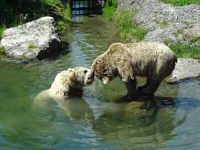 Tierpark Goldau Schweiz