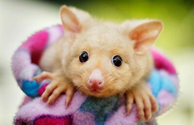 Bebe possum