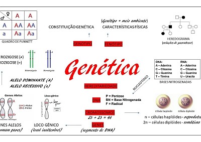 conceitos genetica