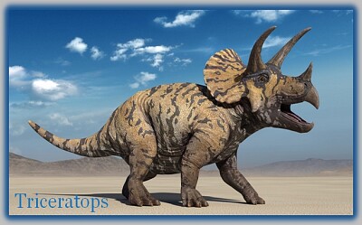 Triceratops