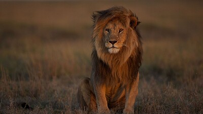 rompecabeza de león africano