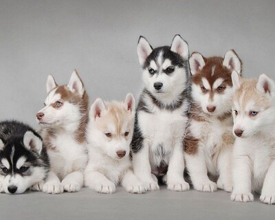 Huskies