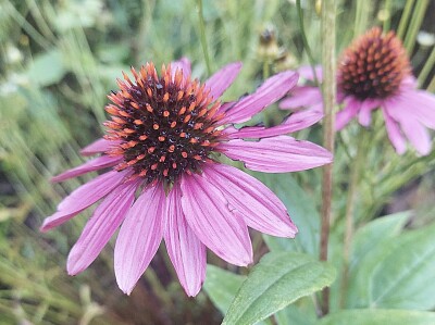 Purple echinacea flower