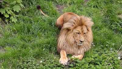 Angolan Lion