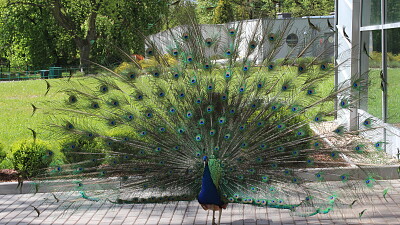 The Indian Peafowl