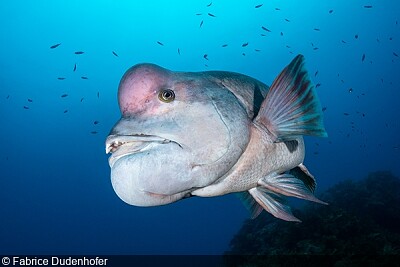 kobudai fish