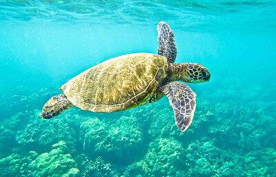 green turtle