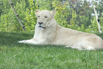 White Lioness