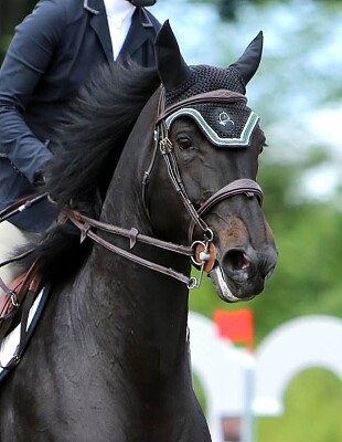 Cavalo e cavaleiro