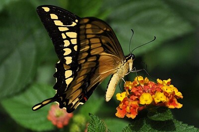 Papillon Voilier géant