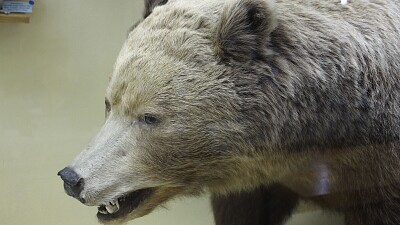 Bear  's Head