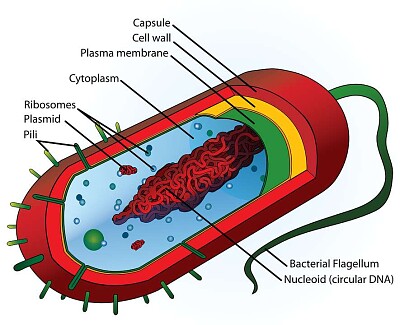 celula procariota