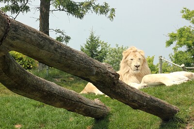 White Lion