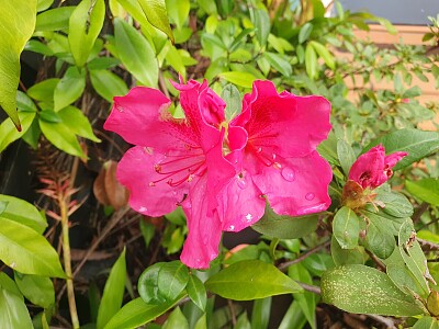 Pink Azalea