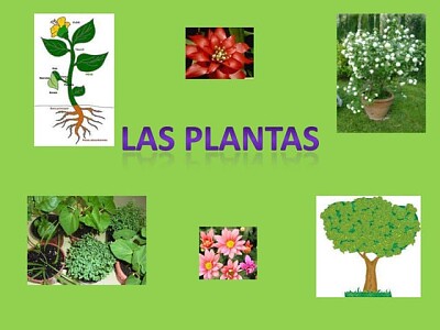 Plantas