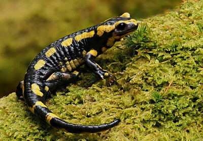 salamandra