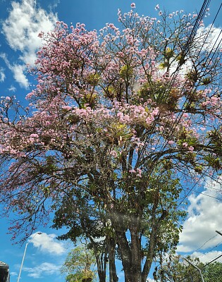 Florescencia de Guayacanes