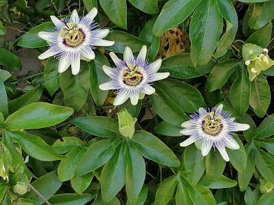 Un trio de passiflores