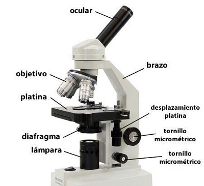 microscopio