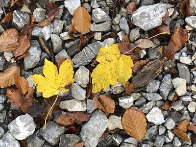 Leaves   Stones, Eibsee, Grainau