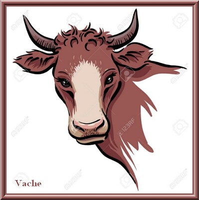 Tête de vache