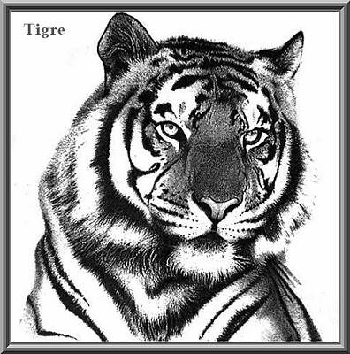 Dessin tête de tigre