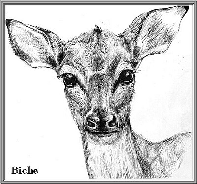 Dessin tête de biche