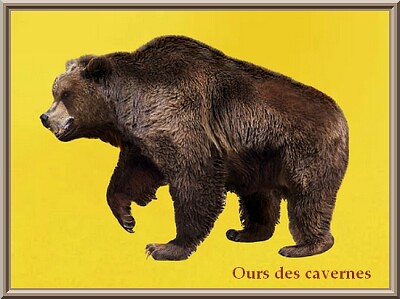 Ours des cavernes