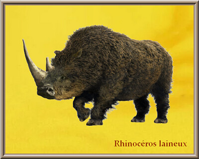 Rhinocéros laineux