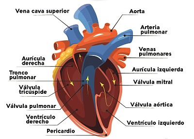 Capas y cámaras del corazón